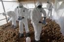 Workers from the Animal Protection Ministry cull chicks to contain an outbreak of bird flu, at a farm in the village of Modeste