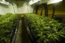 Young marijuana plants are pictured on July 26, 2012 in a warehouse in Cape Town, South Africa