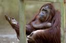 Sandra, a 29-year-old orangutan, has been cleared to leave the Buenos Aires zoo she has called home for 20 years, after a court ruled she was entitled to more desirable living conditions