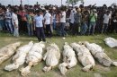 Bodies of unidentified garment workers, who died in the collapse of a building in Savar, lie on the ground as people gather to watch a mass burial in Dhaka