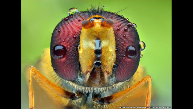 الحشرات كما لم تشاهدونها من قبل 130314150424-caters-bugs-in-shades-10-jpg_134525