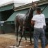 McGaughey looks on as Orb gets a post-workout bath after a little track work in preparation for the upcoming 138th running of the Preakness Stakes at Pimlico Race Course in Baltimore, Maryland