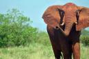 U.S. announces groundbreaking ban on illegal trade of elephant ivory