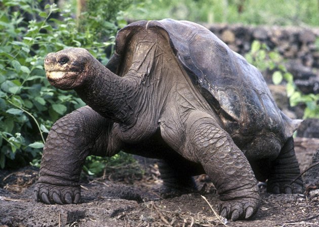 Click image to see more of Lonesome George