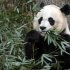 El hombre prehistórico chino comía carne de panda, afirma un antropólo …