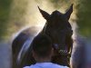 Steam rises from Kentucky Derby winner Orb as a groom washes him after a workout at Pimlico Race Course in Baltimore, Friday, May 17, 2013. The Preakness Stakes horse race is scheduled to take place May 18. (AP Photo/Patrick Semansky)