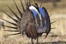File handout photo of a sage grouse