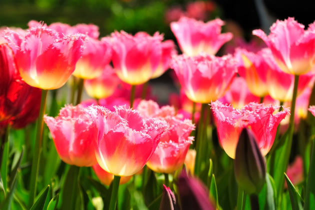 Tulpen stammen nicht aus Holland (Foto: Thinkstock)