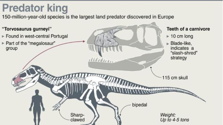 Fact file on a new dinosaur discovered in Portugal, the largest land predator found in Europe