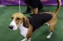Photos: Highlights from the Westminster Dog Show