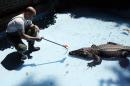 A zookeeper Aleksandar Rakocevic feeds Muja the alligator in Belgrade Zoo, in Belgrade Serbia, Friday, Aug. 5, 2016. The American alligator called Muja is the oldest animal in the Serbian capital's small Zoo, and the employees at the zoo say he at least 80-years-old. (AP Photo/Darko Vojinovic)