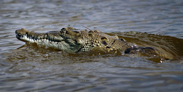 صور منوعة الصوم عند الحيوانات Crocodile-jpg_110313