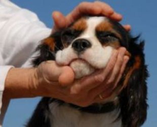 eye dog cavalier cherry drops king dogs charles does spaniel eyes pet health clinics spaniels overview cost cavalierhealth