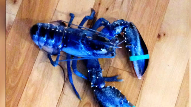 Rare blue lobster caught off Maine coast