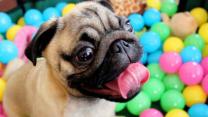Grover the Pug Has Fun in the Ball Pit