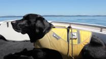 Service Dogs Sniff Out Whale Waste for Researchers